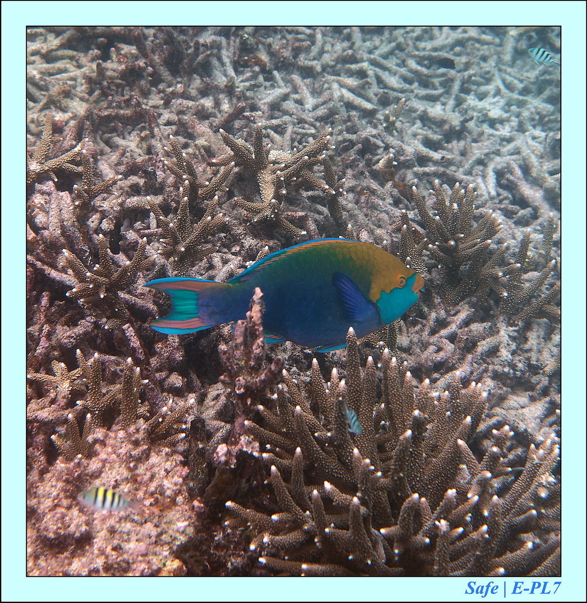 2015   07   Peranthian Islands 62